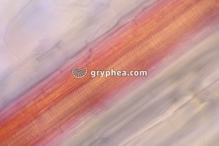 Vaisseaux conducteurs de la sève brute (Cebette) après traitement à l'éosine CL x100 - gryphea.com